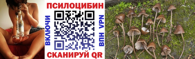 Псилоцибиновые грибы Cubensis сколько стоит Лобня